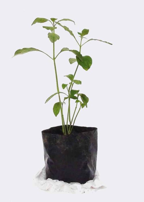 plant2-free-img